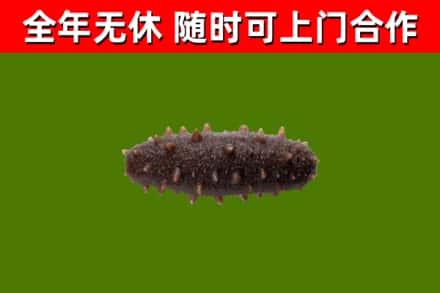 泽普回收海参干